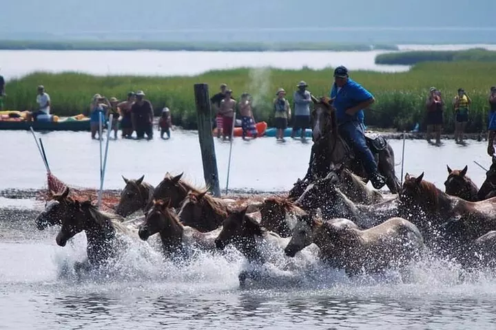 Chincoteague Pony Swim Kayak Tour - Primary Image