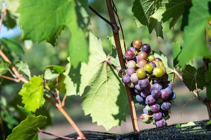 Half-Day Hill Country Wine Shuttle From Austin