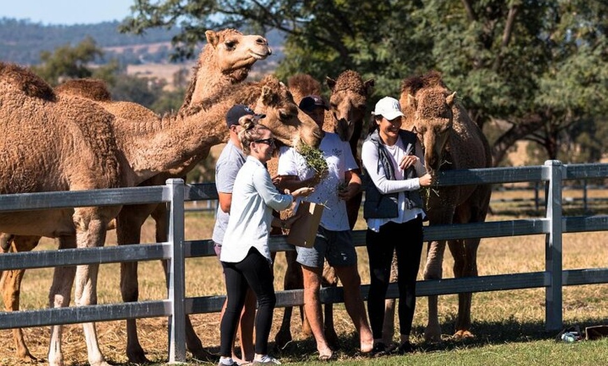 Image 2: Camel Farm Tour and Taste