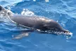 Tour de ballenas y delfines sin persecución poniendo la vida marina primero - nos importa - Second Medium