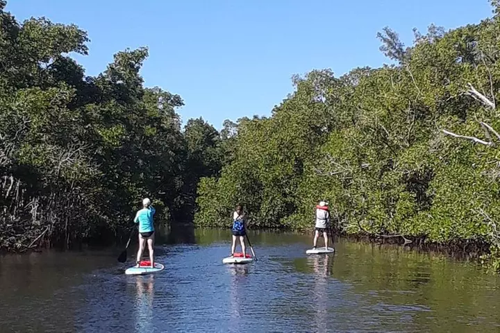 Naples Fl, Paddleboard Mangrove Forest Tour