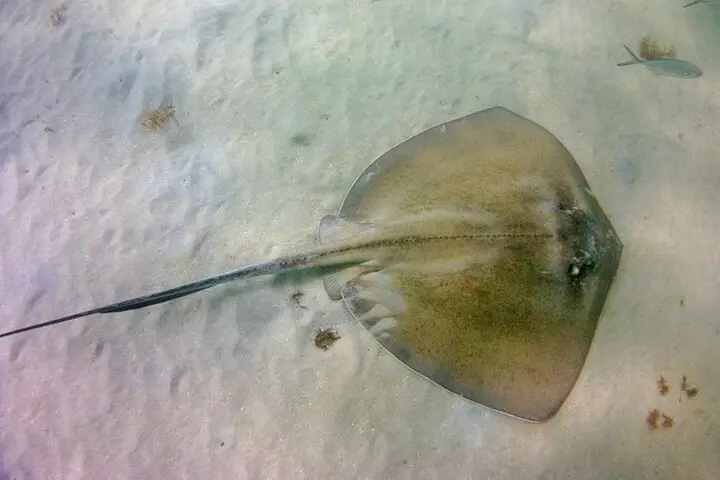 Guided Snorkel Experience in Fort Lauderdale