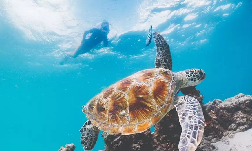 Image 3: Adventure Moreton Island Scuba Dive Tour