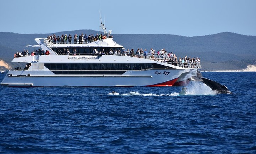 Image 9: Whale Watching Cruise from Redcliffe, Brisbane or the Sunshine Coast