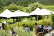 Montalto Vineyard: Mornington Peninsula Discovery Wine Tasting and Lunch - Image 4