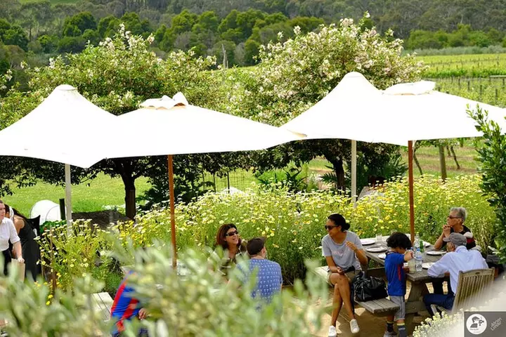 Montalto Vineyard: Mornington Peninsula Discovery Wine Tasting and ...