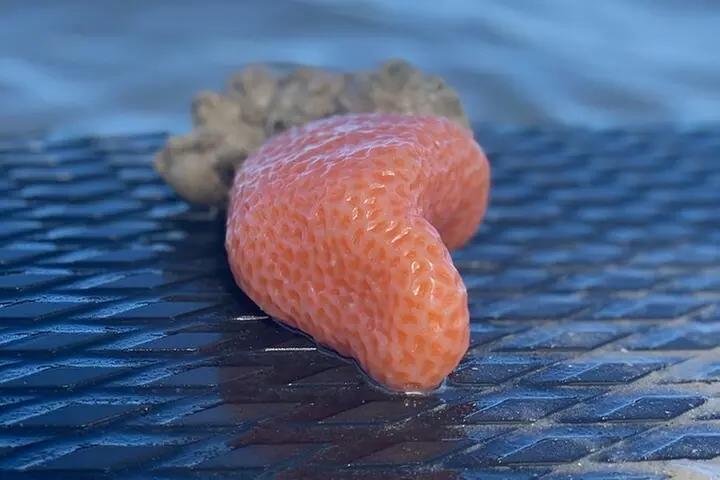 Dolphin and Manatee Tour of Marco Island by Kayak or SUP