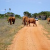 Image 12: ✈ KENYA | Mombasa - From the authentic savannah to the shores of Ke...