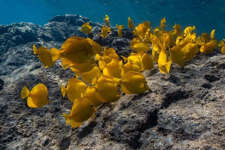 Private Kealakekua Bay Snorkel with Dolphin Watch