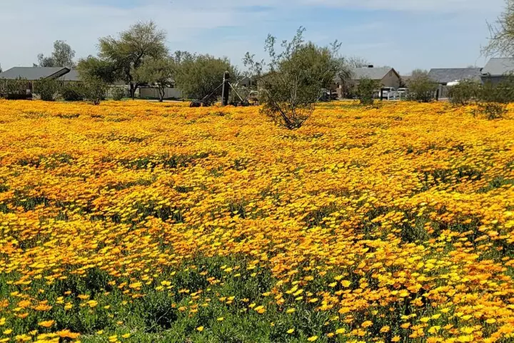 Exclusive: Happy Cactus Tour to Apache Trail & Superstition Mtn