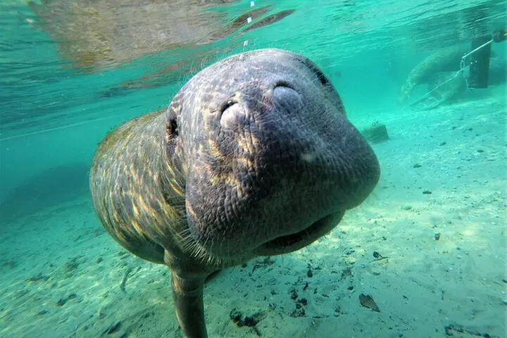 3 hours Manatee Swim Tour in Florida - Primary Image