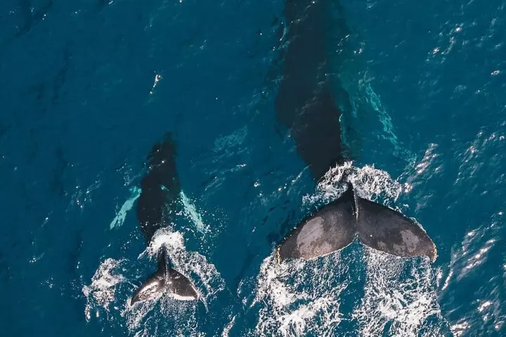 Whale Watching Cruise in Honolulu - Primary Image