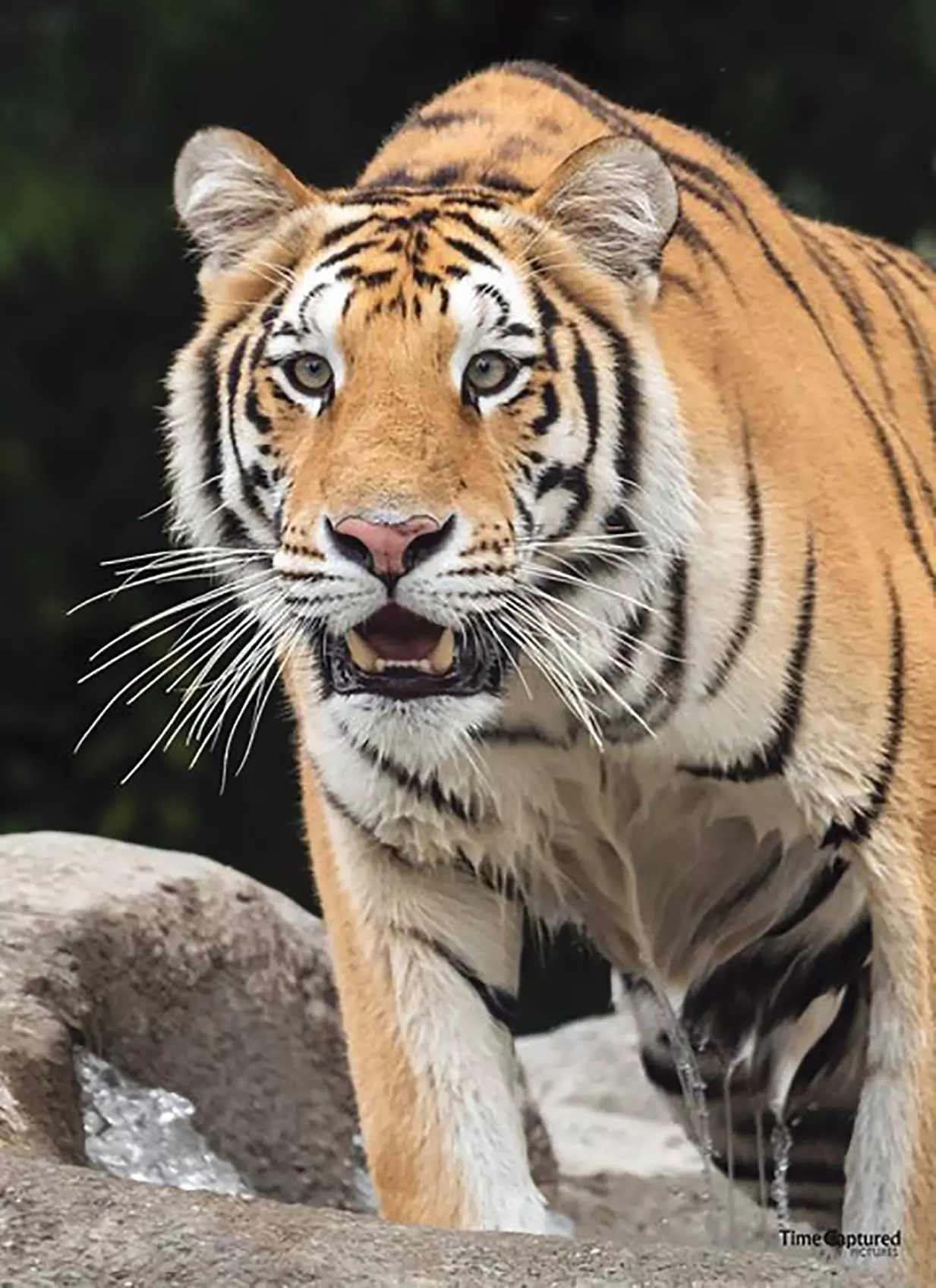 $30 For 2 Admissions To The Big Cat Bash Dec. 9th, 2022 6p-10p (Reg. $60) - Second Medium