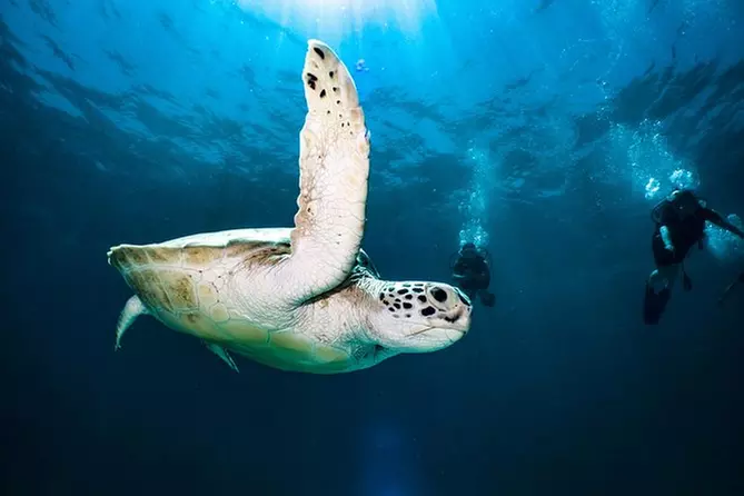 Scuba Certification in cancun - Primary Image