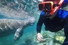 Manatee Swim Tour with In Water Photographer
