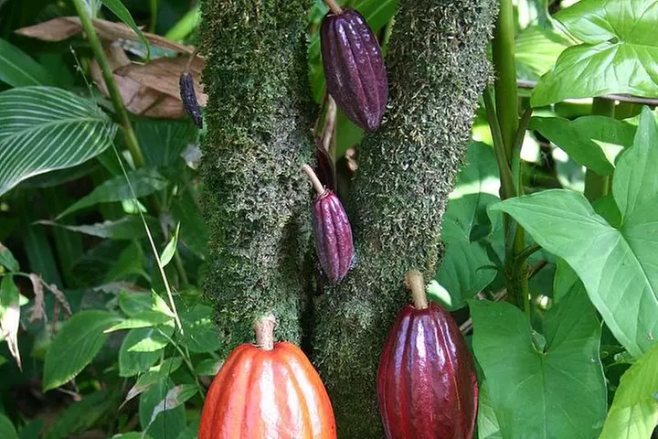 Waterfall, Rainforest, Chocolate Tour & Historical Sites