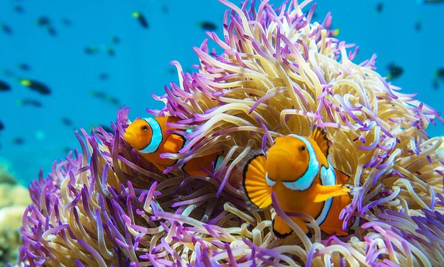 Image 7: Full-Day Cruise Tour to Frankland Islands Great Barrier Reef