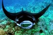 Manta Ray Night Snorkel Tour in Kailua-Kona, Big Island - Second Medium