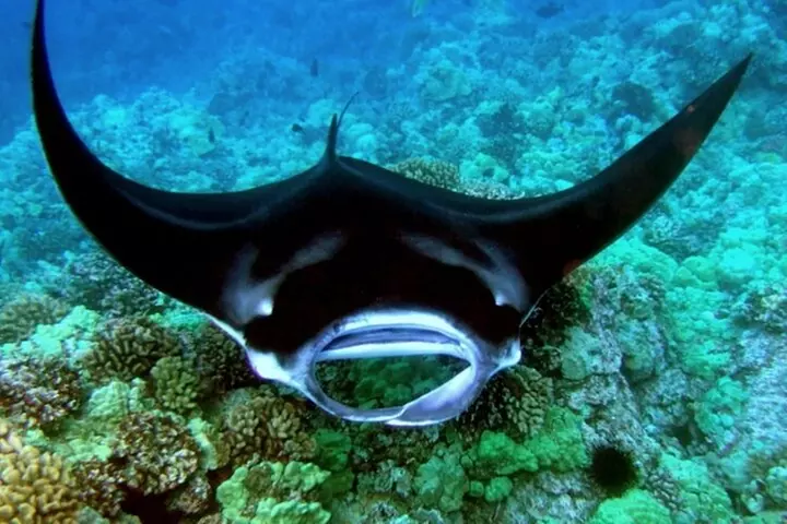 Manta Ray Night Snorkel Tour in Kailua-Kona, Big Island