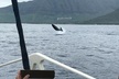 Oahu Whale Watching Excursion - Second Medium