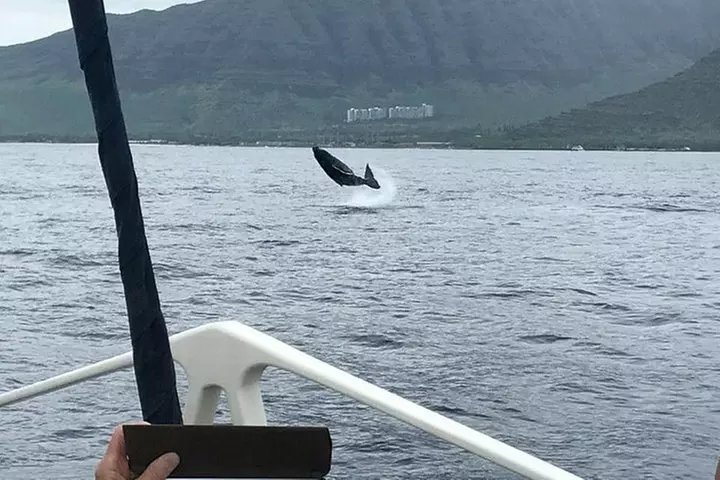 Waikiki Deluxe Catamaran Whale Watch