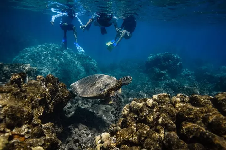 Turtle Town Snorkel & Octopus Guided tour With Photo and Video