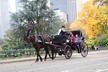 Horse Carriage Ride to/from Tavern On The Green (Up to 4 Adults) - Second Medium