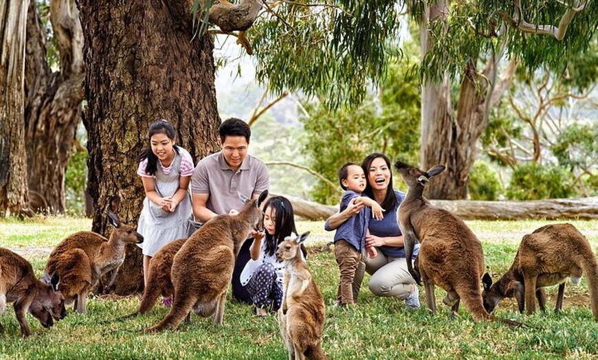 Image 4: Cleland Wildlife Park Experience - from Adelaide including Mt Lofty...