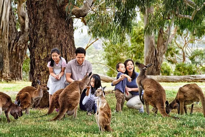 Cleland Wildlife Park Experience - from Adelaide including Mt Lofty...