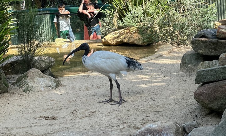 Image 27: PVT Guided Tour: Sydney Opera House and Featherdale Wildlife Park