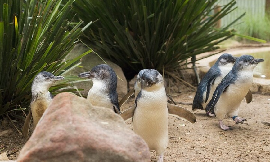 Image 22: Phillip Island Penguin Parade, Wildlife and Beach Boxes Bus Tour