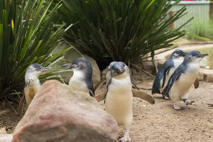 Phillip Island Penguin Parade, Wildlife and Beach Boxes Bus Tour