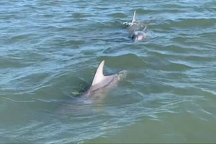 Private Charleston Dolphin and Eco Boat Tour