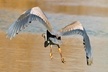 New Orleans Swamp and Bayou Sightseeing Tour with Transportation - Second Medium