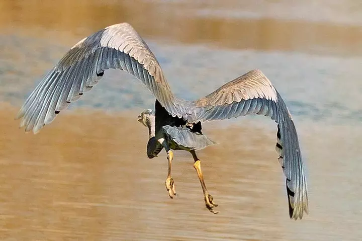 New Orleans Swamp & Bayou Alligator Tour