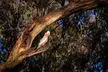Intimate Blue Mountains Wild Kangaroos & Sunset for Nature Lovers - Image 4