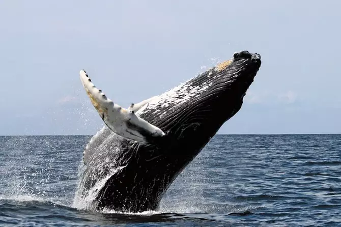 San Diego Whale Watching Sailboat Cruise - Primary Image