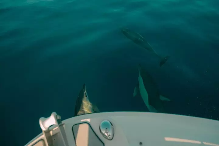 Alquiler por 4 Horas de Bayliner E16