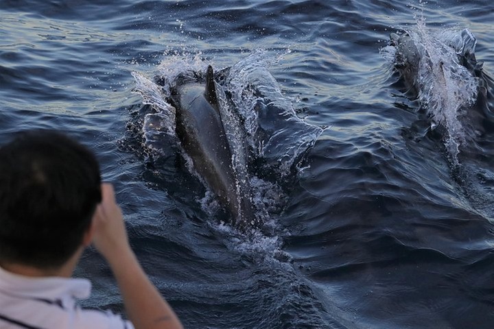 Dolphin and Whale Watching Sunset Cruise