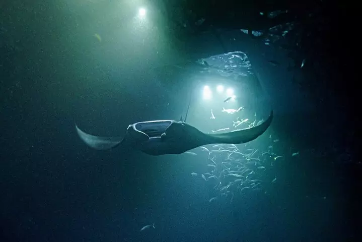 Manta Ray Night Snorkel Adventure in Kona - Primary Image