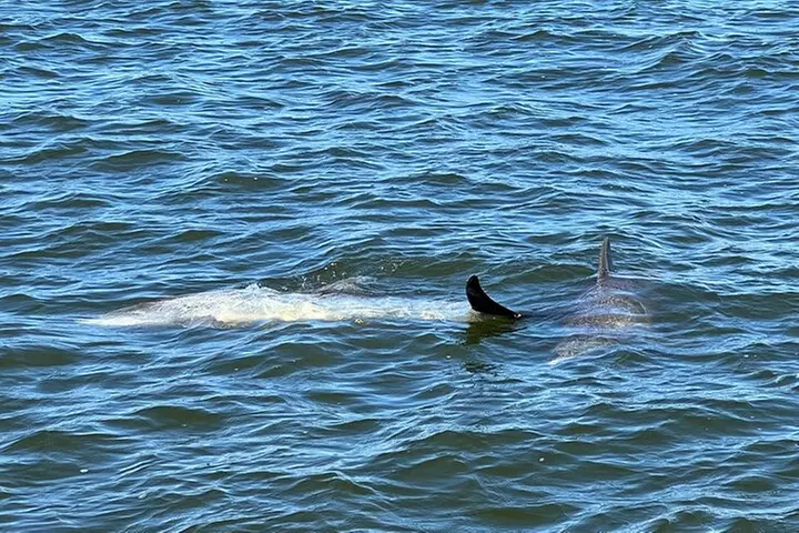 2 HR Dolphin Tour for 7 people