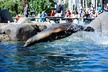 Central Park Zoo Admission Ticket with 4D Theater Access - Second Medium