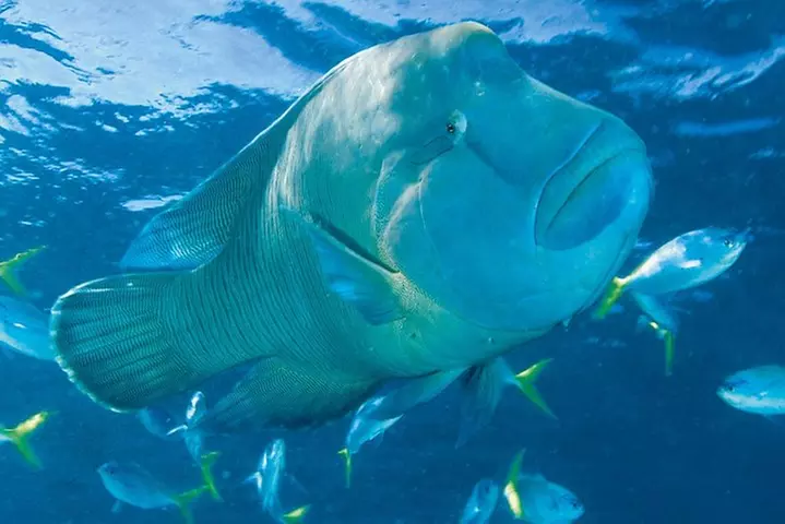Whitehaven Beach and Hill Inlet Lookout Snorkeling Cruise