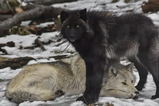Skip the Line: Wolf Centre at Haliburton Forest Ticket - Primary Image