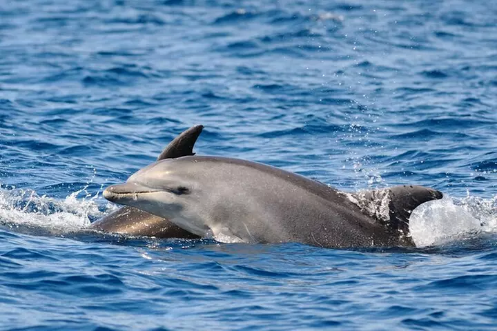 Anna Maria Island Dolphin Sightseeing Adventure - Primary Image