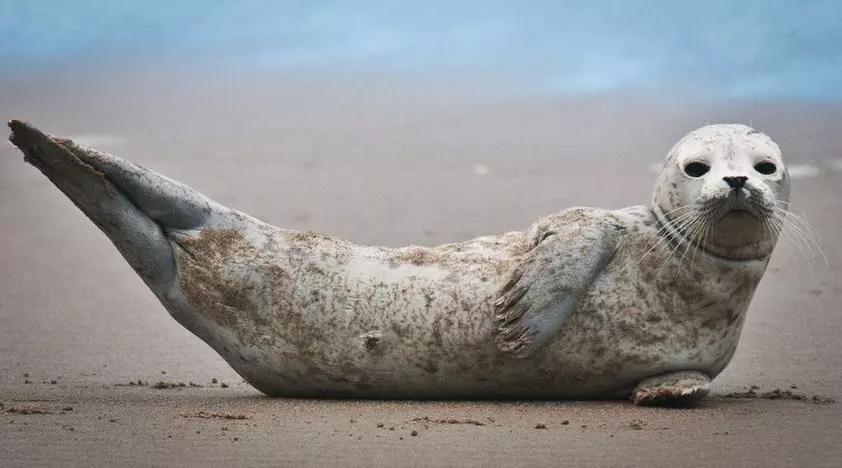 Nauset Marsh Seal Tour in Cape Cod - Primary Image