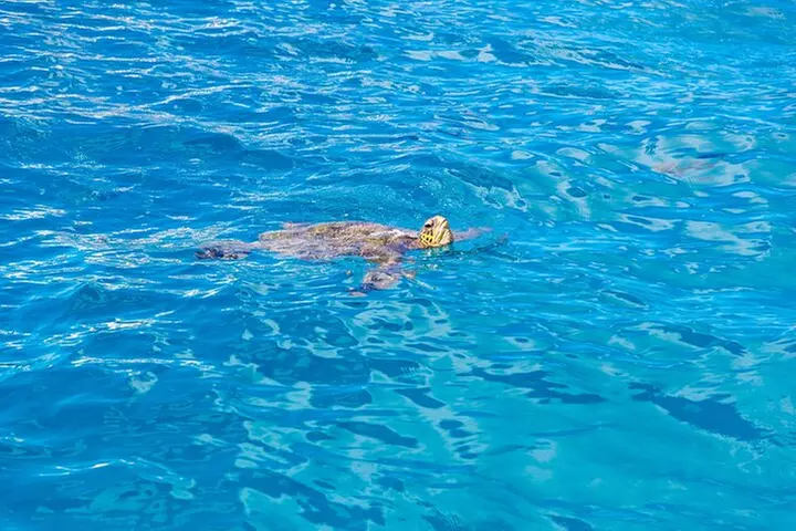 Waikiki Turtle Snorkel and Sail on Hawea Catamaran