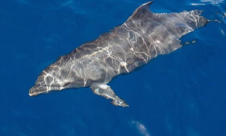 Image 5: Excursión en yate de observación de ballenas y delfines en Puerto C...