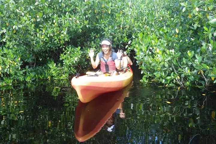 3 Hour Guided Mangrove Tunnel Kayak Eco Tour