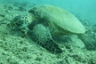 3-Hour Small-Group Maalaea Luxury Snorkel Cruise Tour - Second Medium
